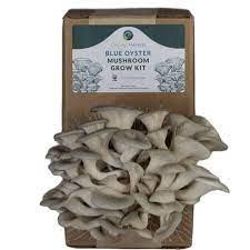 Circular Harvest Mushroom Grow Kit Blue Oyster