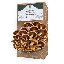 Circular Harvest Mushroom Grow Kit Chestnut